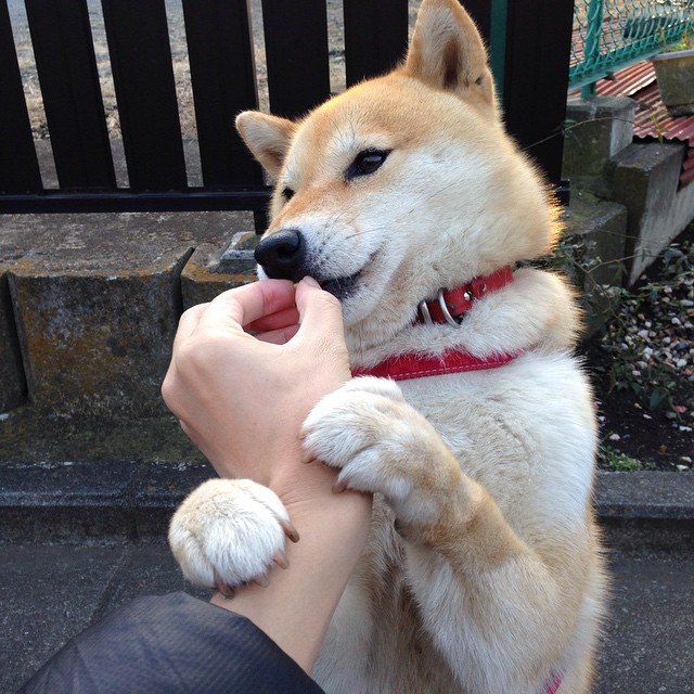 鏖战中的惊艳回归,桃田贤斗,从低谷重返巅峰之战