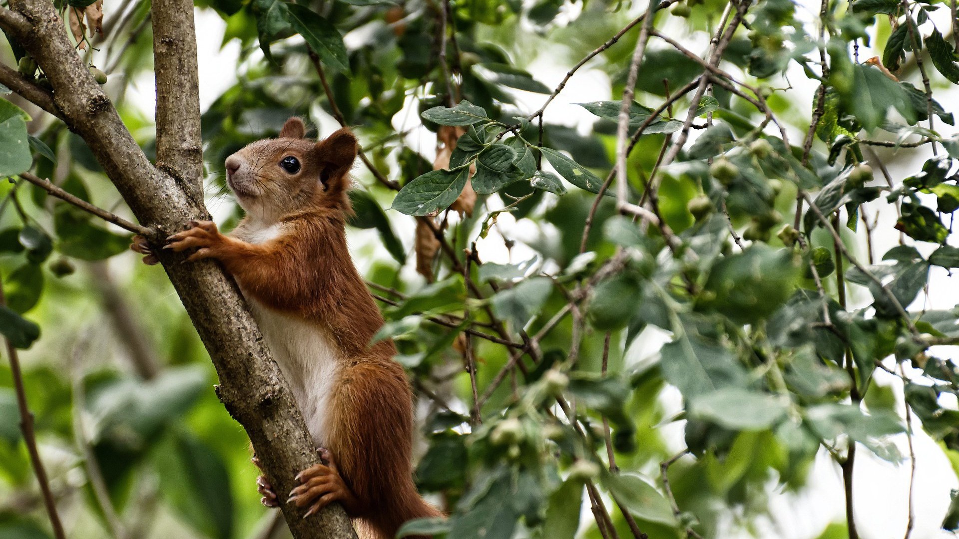 当法拉利碾碎索伯,佩雷兹如何将统治级表演写进F1史册