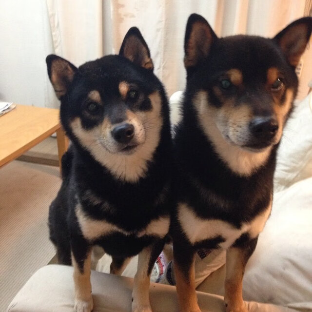 绿茵场上的武士道，阿根廷硬仗中的东方闪电