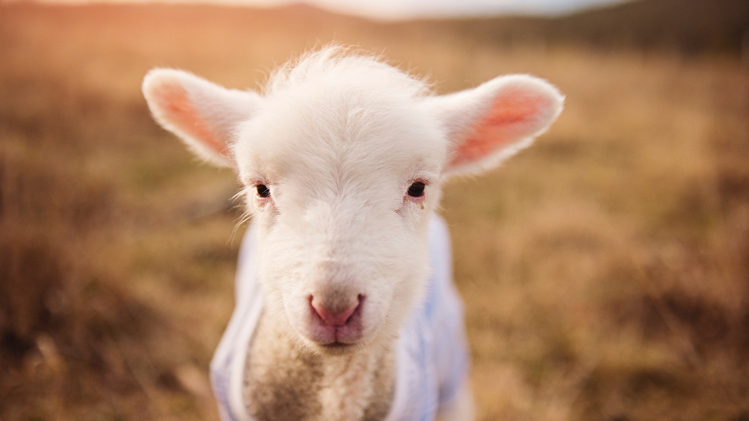 杜兰特巨星本色，湖人对阵公牛激战中的价值升华