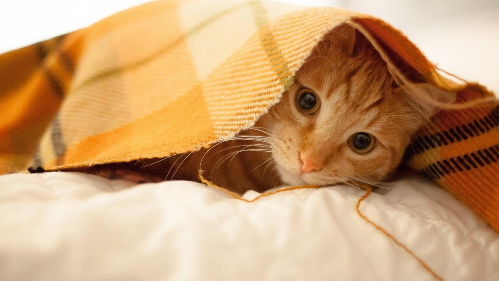 烈焰与寒冰,詹姆斯孤星爆发,凯尔特人铁律锁活塞