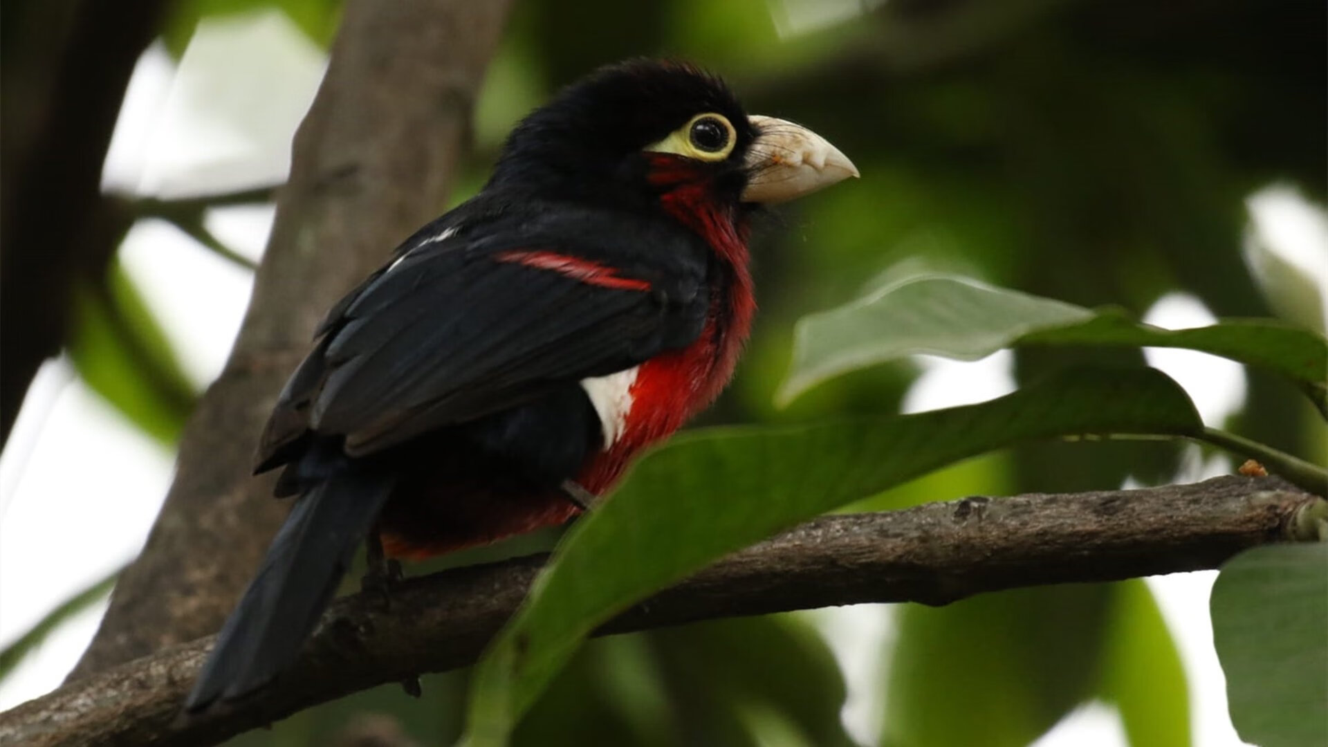 星爆之夜，伊萨克独舞破苍穹，勒沃库森终结拜仁统治时代