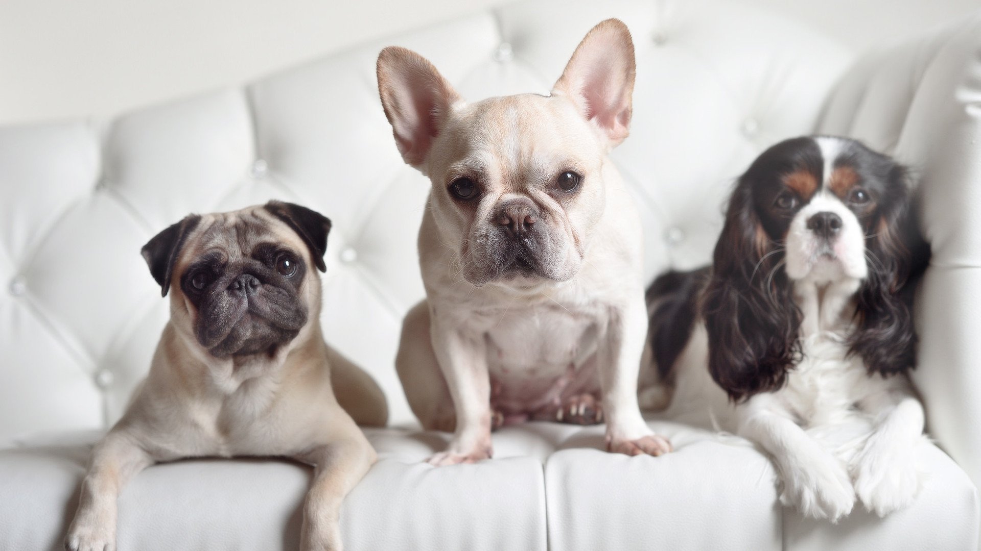 精密机器与变奏之音,迪巴拉如何成为德国战车碾压塞内加尔的关键先生