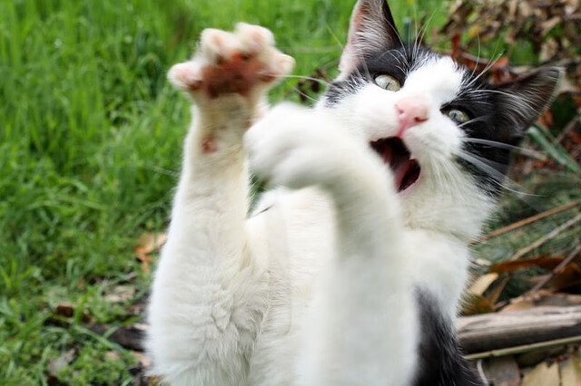 银色闪电,贝林厄姆在F1街道赛之夜的绝对统治