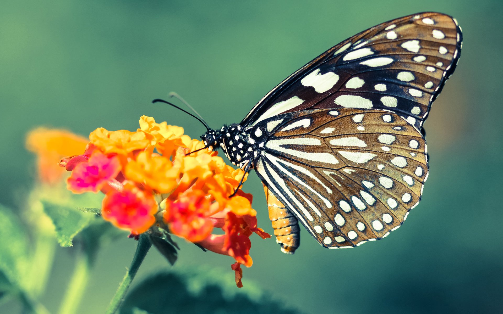 银色闪电,贝林厄姆在F1街道赛之夜的绝对统治
