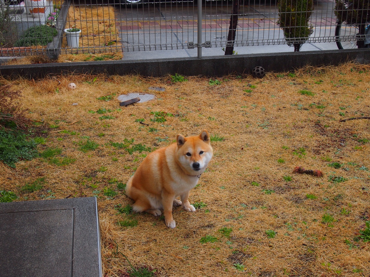 F1年度争冠之夜，当贝林厄姆驾驶命运的赛车冲向终点