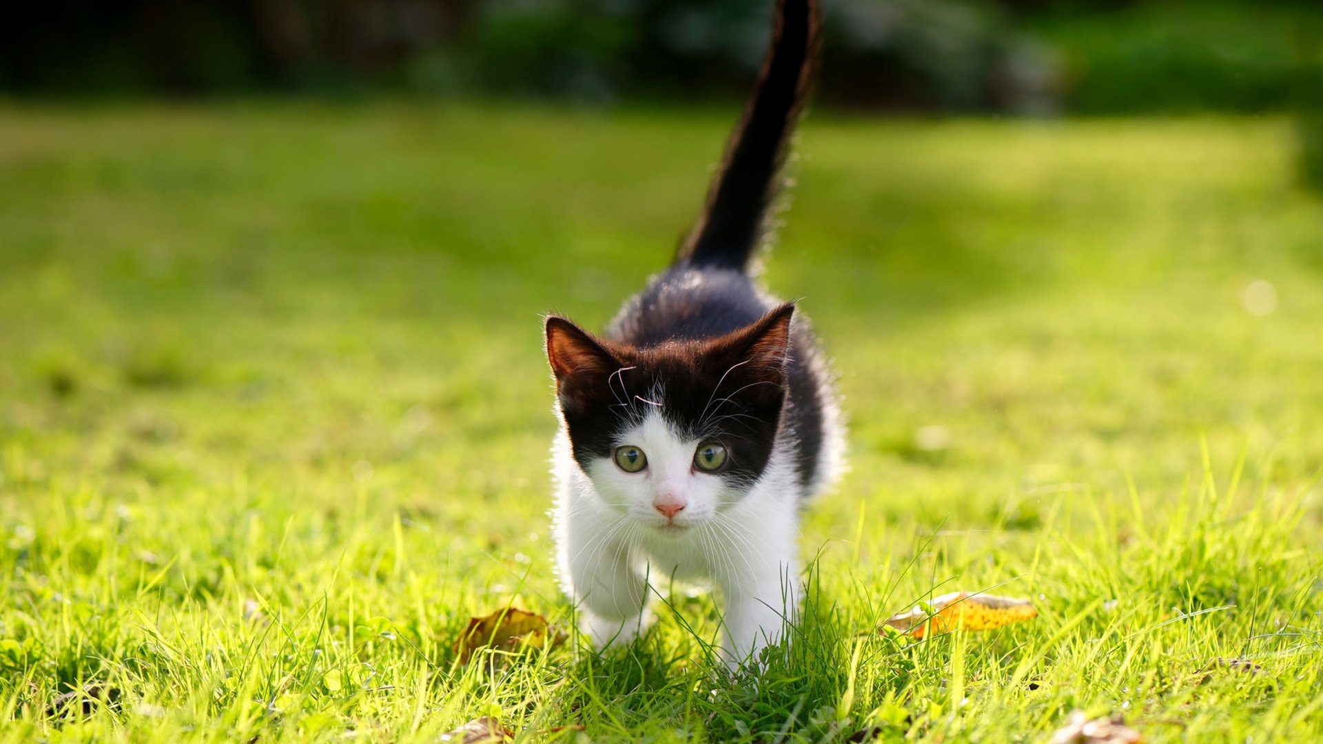 韩国折戟,沙漠之鹰的战术革命—沙特如何以体系化火力压制亚洲豪强