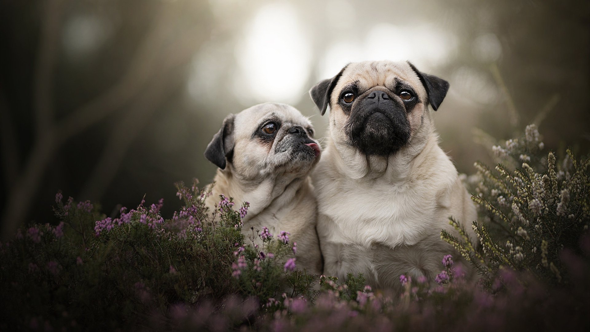 抢七之夜，英鸽拉姆的传奇加冕，比肩历史，这一刻他已成王