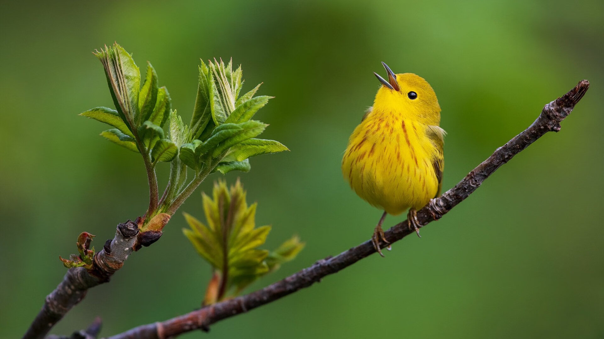 浓眉擎天一柱，深圳生死战射落太阳