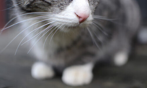 当里昂街头魔法阵对上马里沙漠巫师团，解析卡瓦哈尔的量子球靴如何实现稳定输出永不掉线