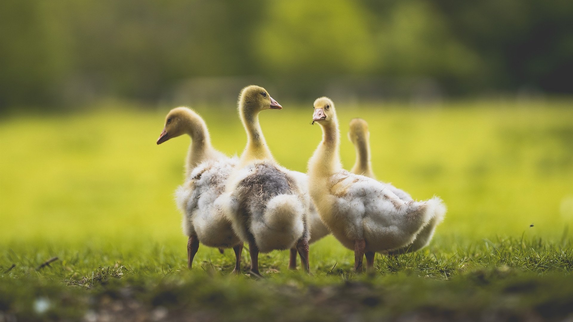 一剑封喉！伊萨克补时绝杀德国，贝蒂斯演绎绿茵奇迹