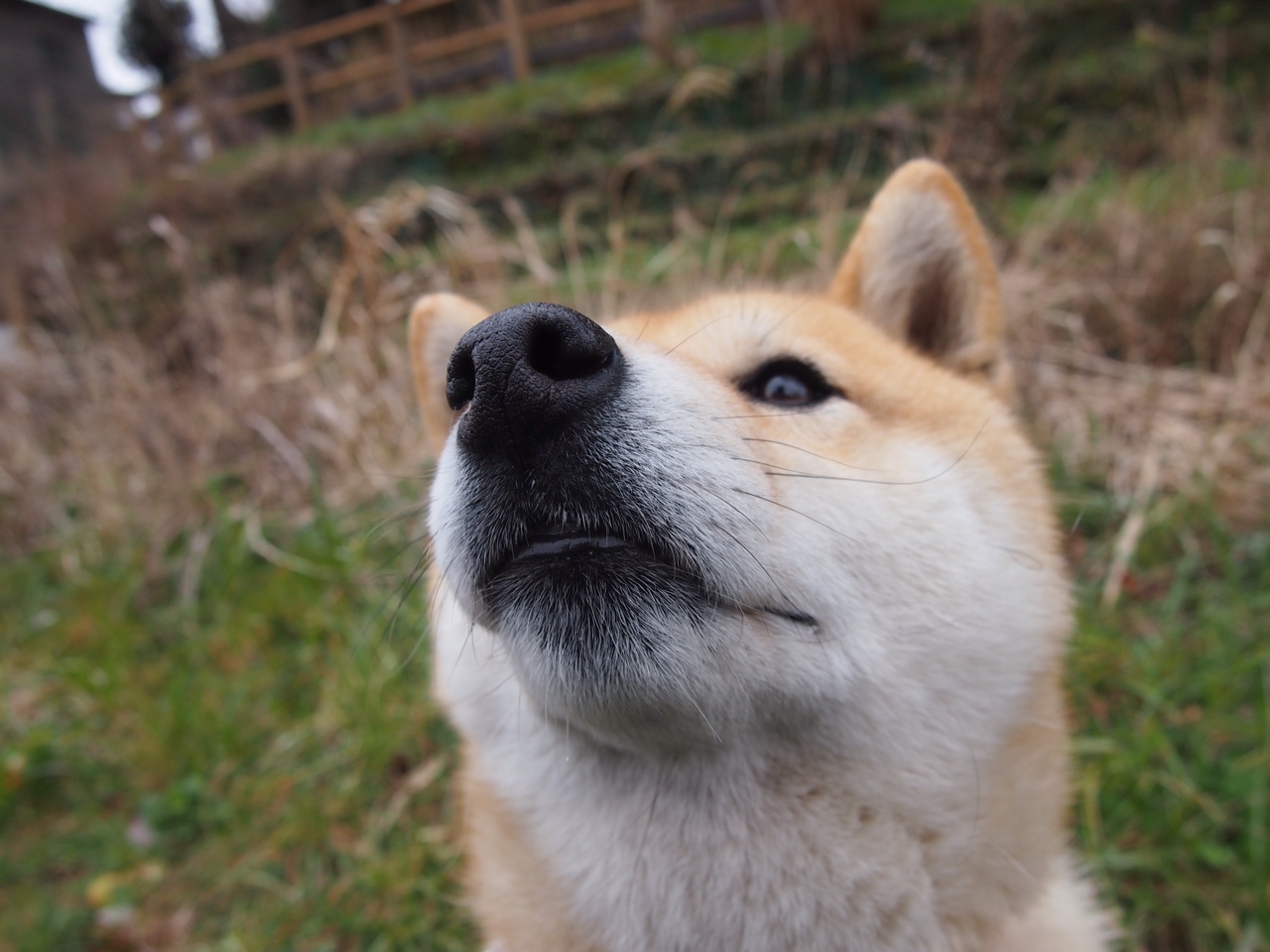 新星格林末节19分导演逆转，雄鹿窒息防守终结勇士连胜
